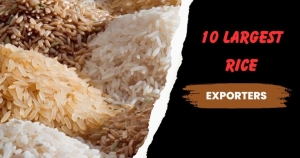 Largest Exporters of Rice in the World